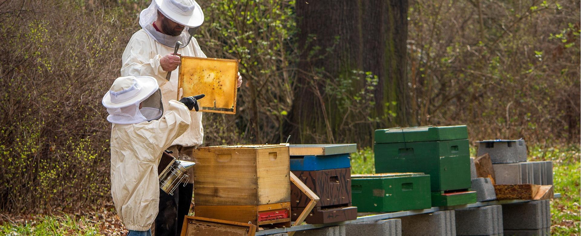 Magasin De Matériel Apicole -Magasin De Matériel Apicole beekeeper 4426003 1920